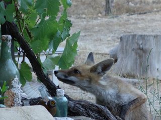 Un renard insistant à chercher des raisins