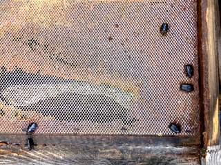 Cétoines collées à la propolis sur le plateau de la ruche par les abeilles